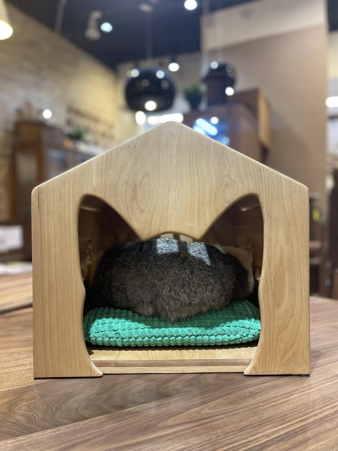 竉物